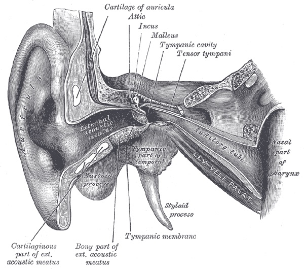 A 19th-century line engraving showing a cross-section of the outer ear and middle ear, with the auricle, ear canal, eardrum, and the malleus and incus bones of the tympanic cavity labelled.