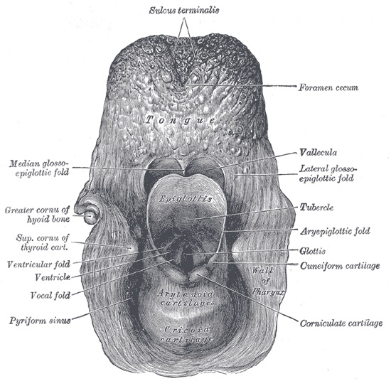 A 19th-century line engraving of the entrance to the larynx viewed from behind, showing the epiglottis, vocal folds, and surrounding cartilages of an anatomical specimen.