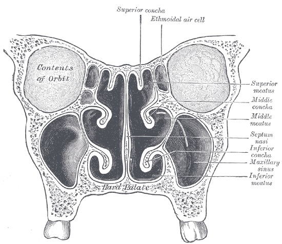 A 19th-century line engraving of a coronal cross-section through the nasal cavity and paranasal sinuses, showing the nasal septum, turbinates, and maxillary sinuses.