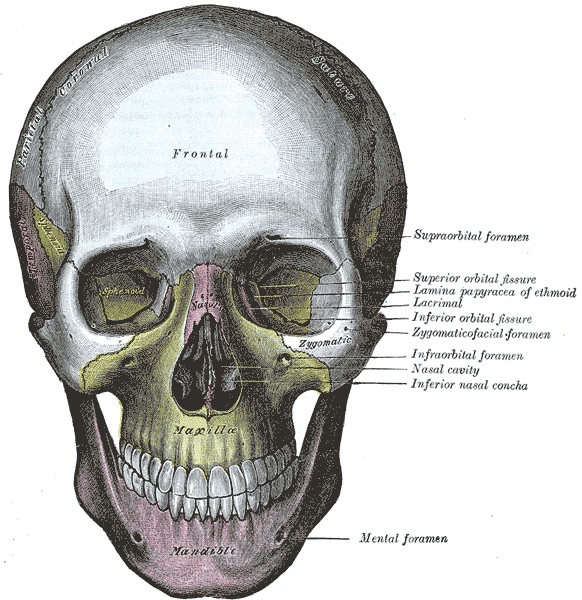 A 19th-century anatomical engraving of the front of the human skull, with the frontal, nasal, zygomatic and maxillary bones tinted and labelled.